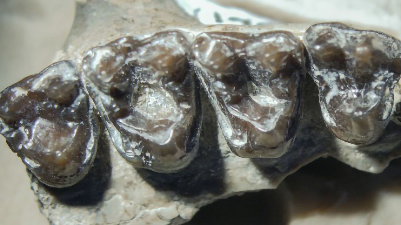 Cavities in 54-Million-Year-Old Fossils Suggest a Sweet Tooth