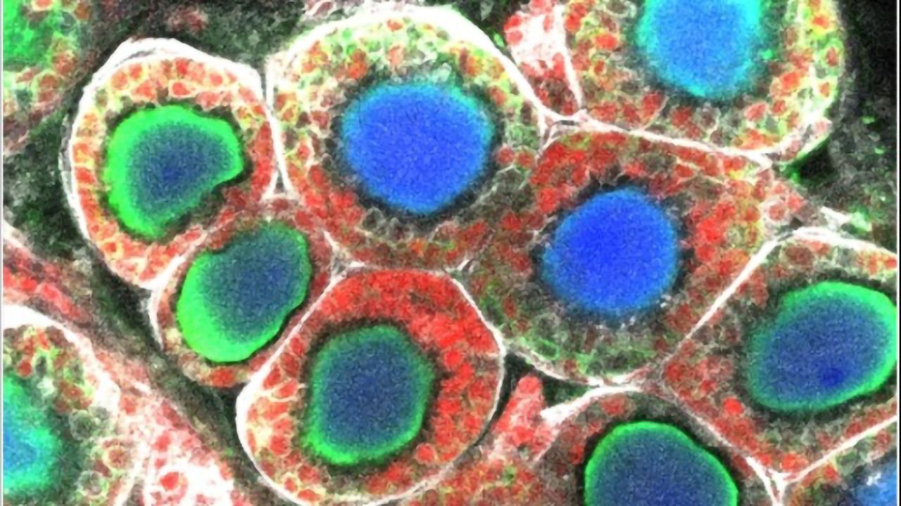 Ovarian Follicles Generated From Mouse Stem Cells