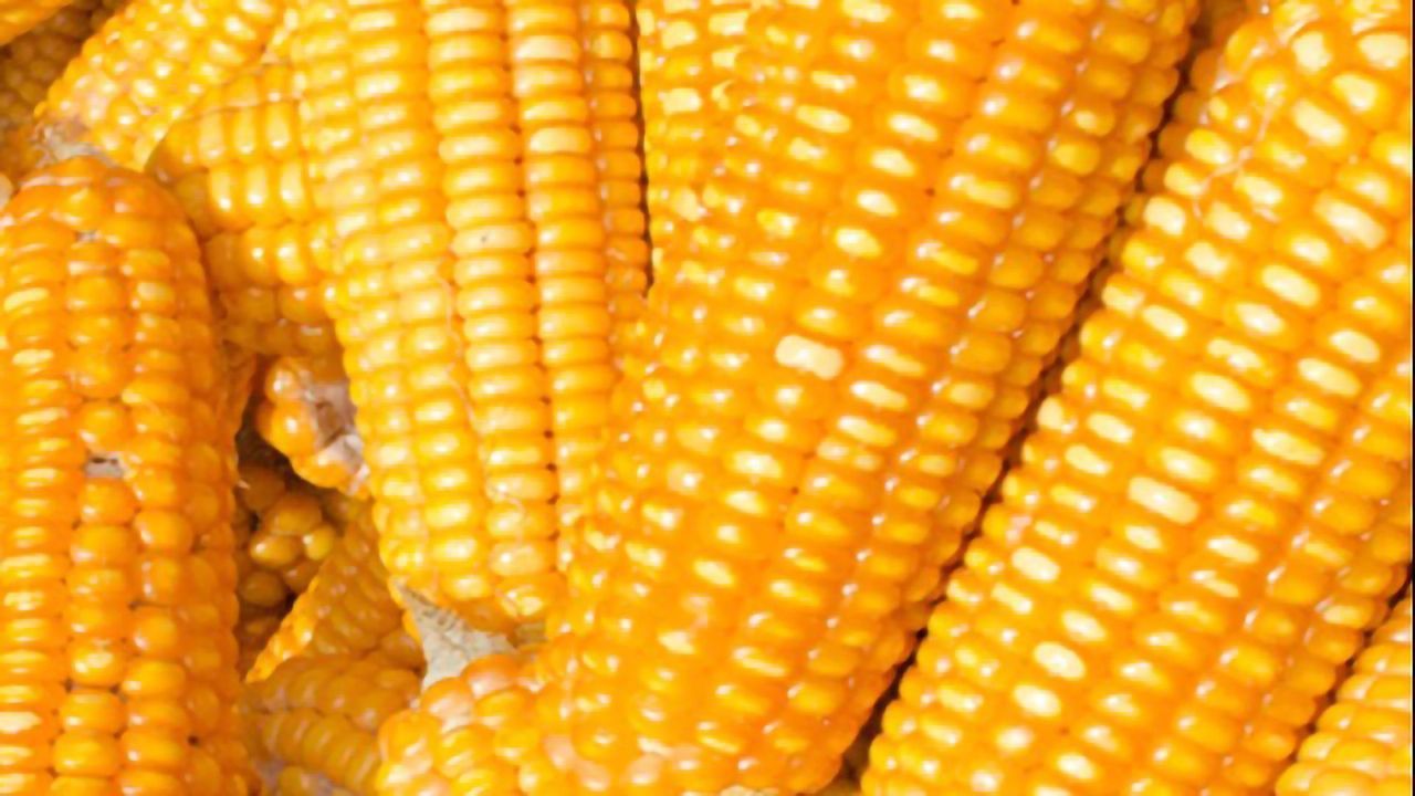 A Quantitative LC-MS/MS Method for 15 Mycotoxins in Corn-Based Animal Feed