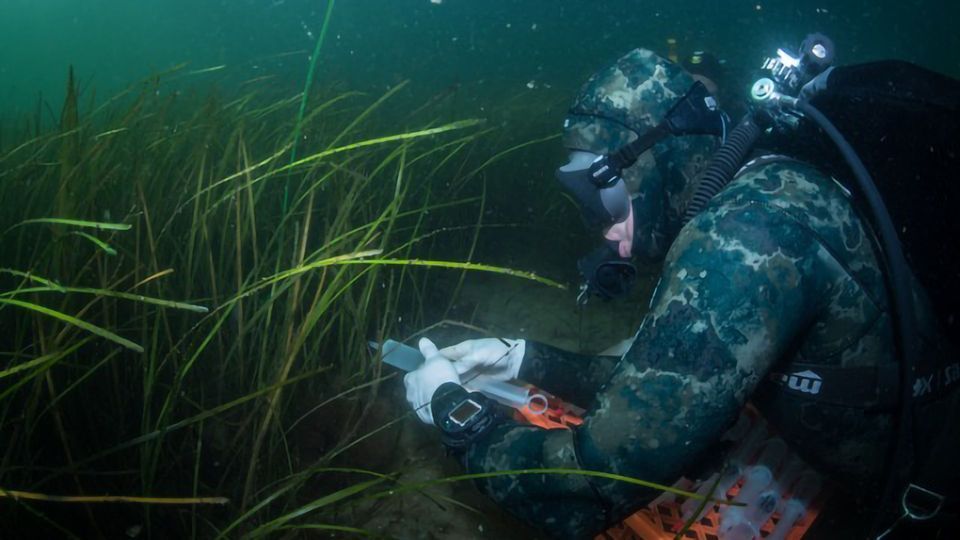 Harmful Vibrio Bacteria Removed From Sea by Seagrass Meadows content piece image