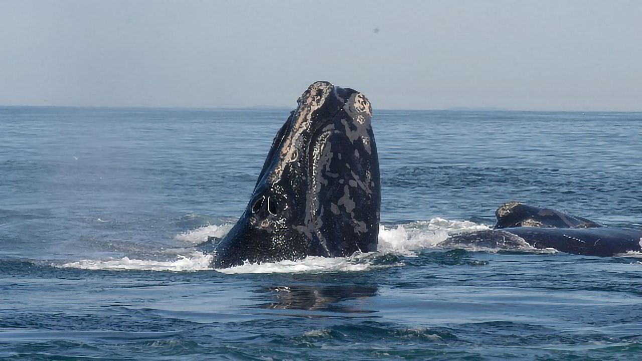 AI Method Improves Detection of Rare Whale Calls