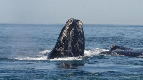 AI Method Improves Detection of Rare Whale Calls