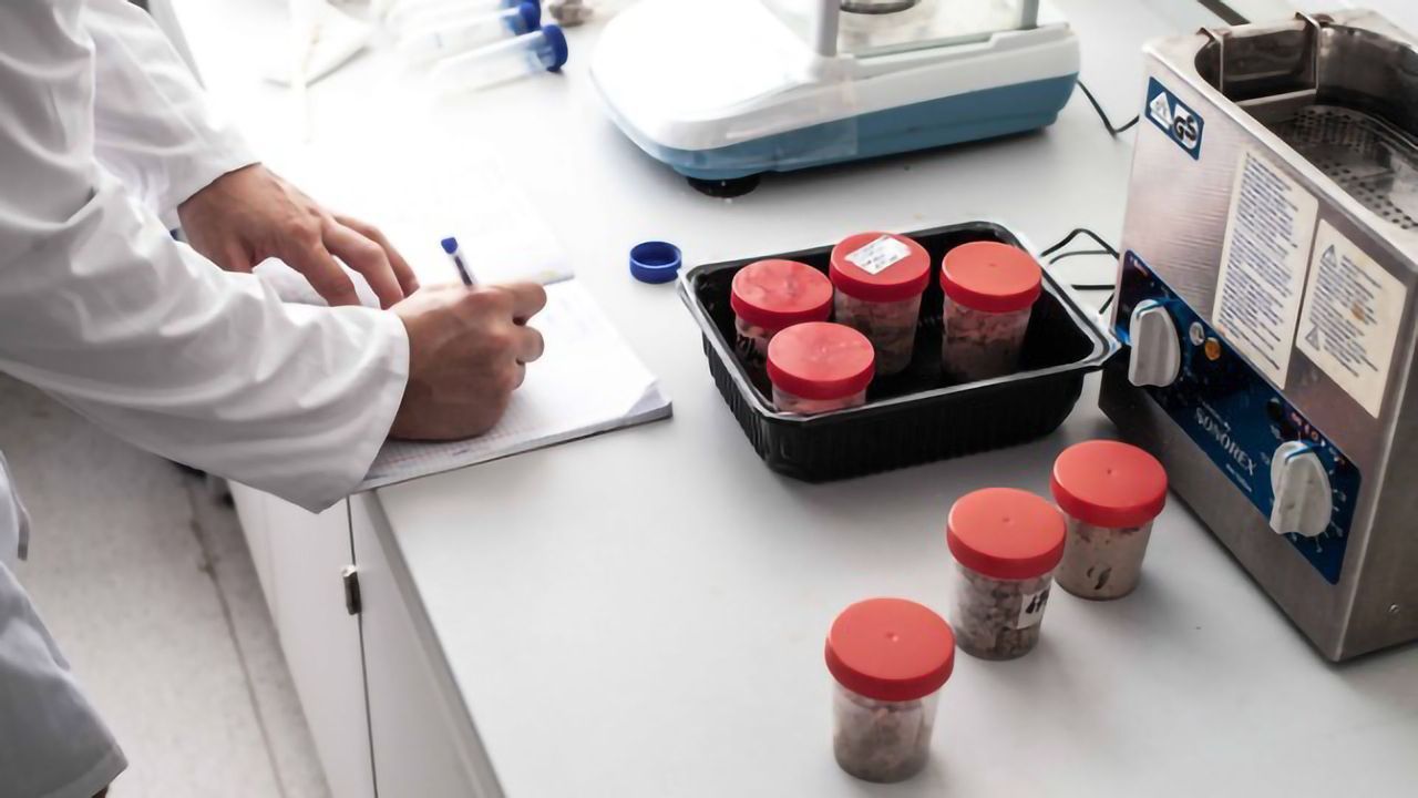 More Flavorsome and Environmentally Friendly Meat Analogue Developed