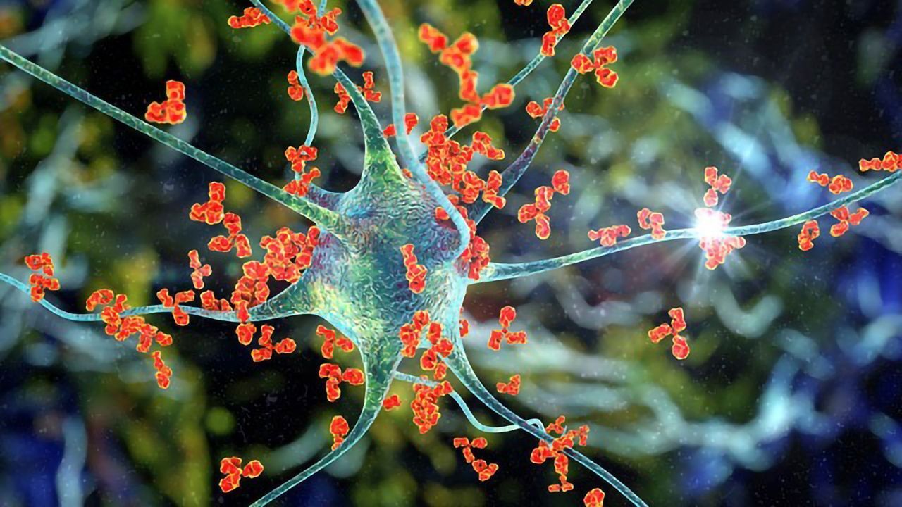 Antibodies in Neuroscience