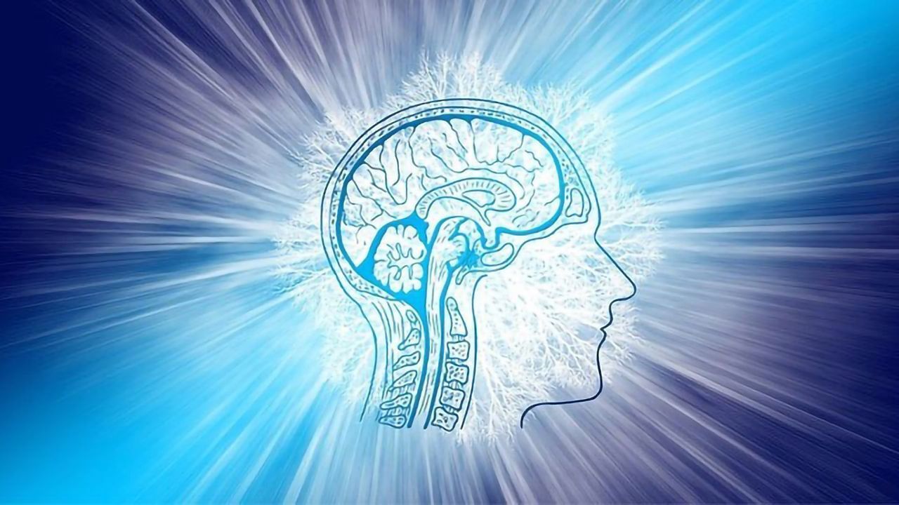 Immune B Cells Found in the Meninges