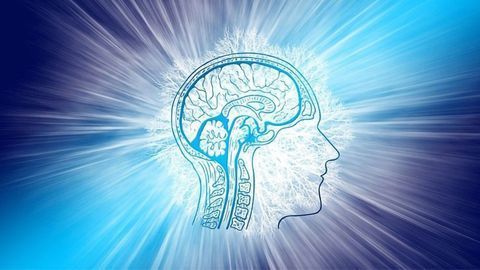 Immune B Cells Found in the Meninges