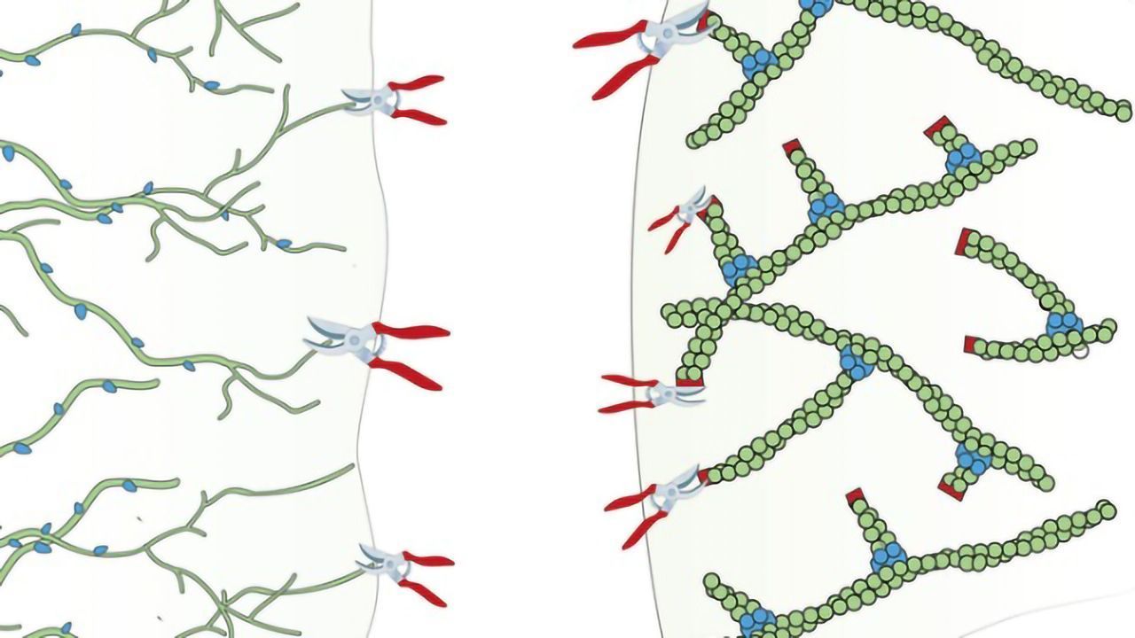 How Pruning the Cytoskeleton Moves the Cell