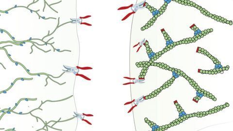 How Pruning the Cytoskeleton Moves the Cell