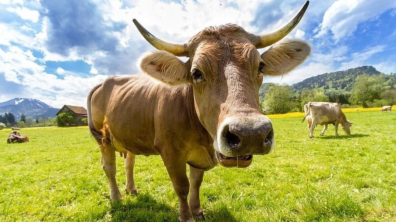 What Can Waste Disposal Learn From Cows?