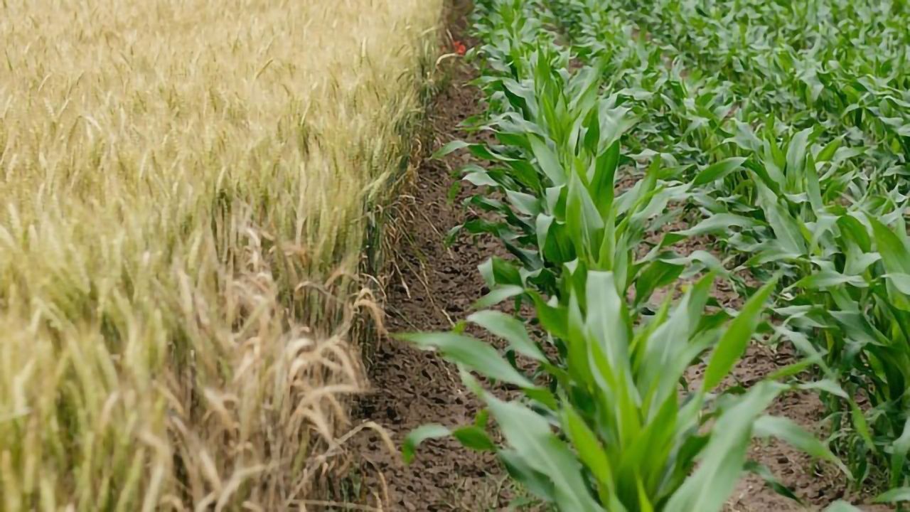 How a Crop Pathogen Acts on Very Different Species