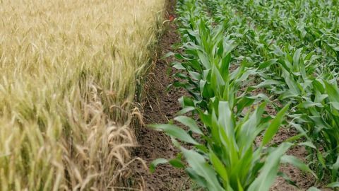 How a Crop Pathogen Acts on Very Different Species