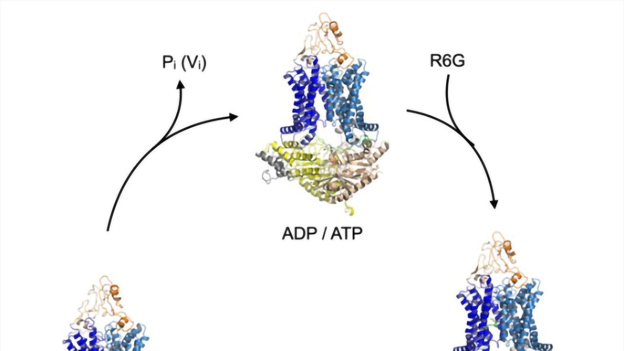 Toxin Transport in Resistant Microbes Revealed at the Molecular Level