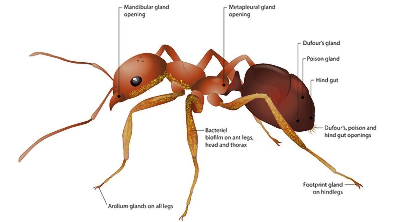 Ant Compounds Fight Plant Pathogens Even When Pesticides Are Giving Up
