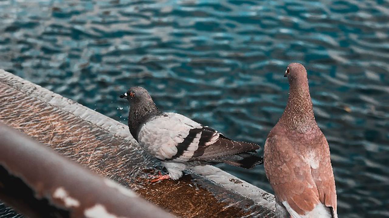 The Curious Case of Pigeon Beaks