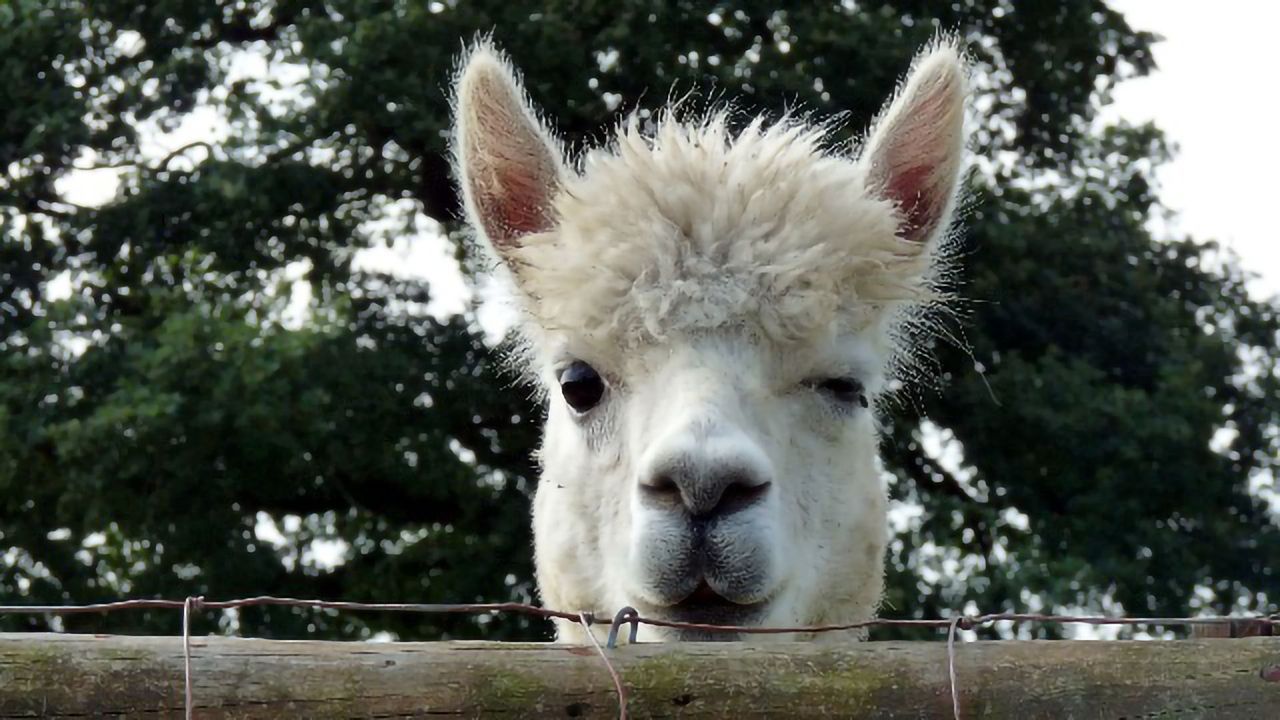Llama Antibodies Show Potential As Potent COVID-19 Treatment