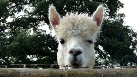 Llama Antibodies Show Potential As Potent COVID-19 Treatment