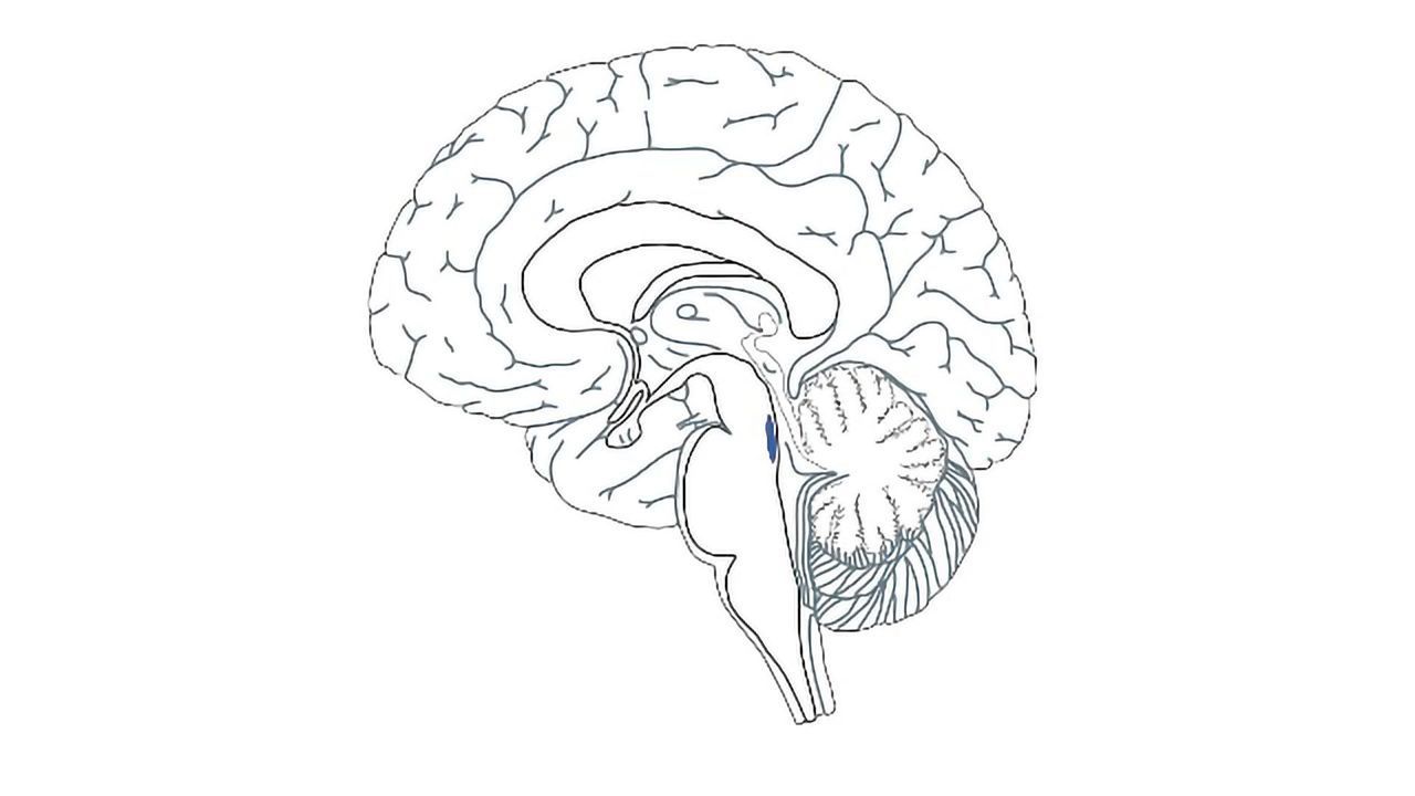 The Brain’s “Blue Spot” May Help Identify Alzheimer’s Earlier