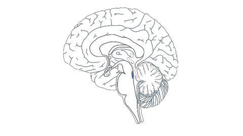 The Brain’s “Blue Spot” May Help Identify Alzheimer’s Earlier