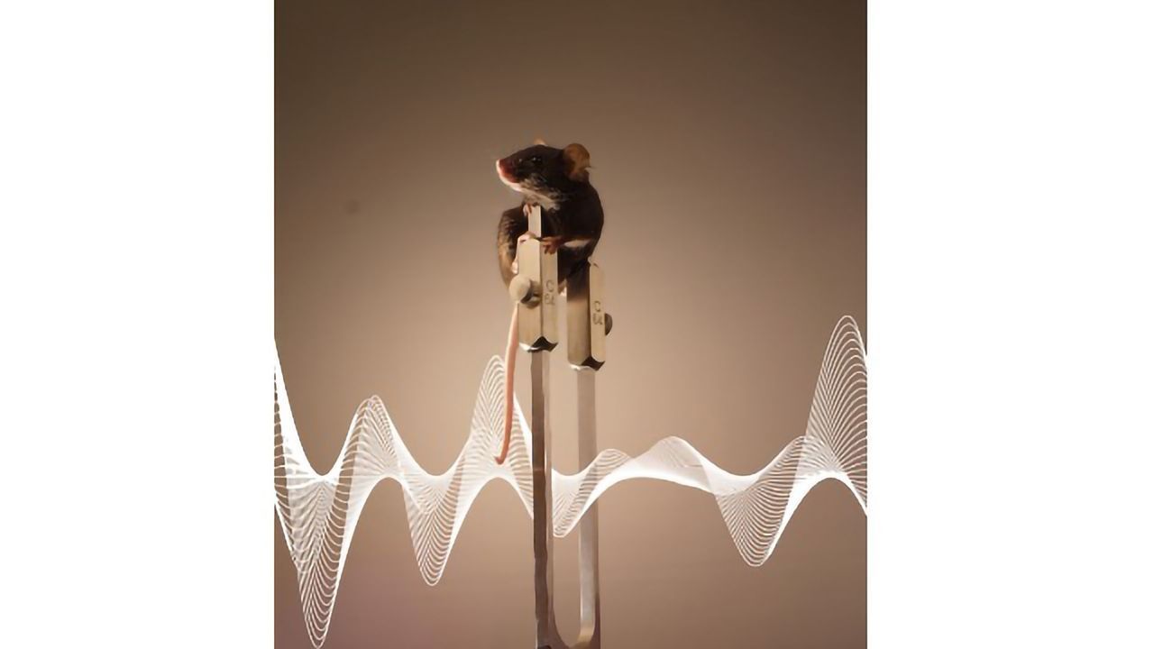 Our Brain Creates Illusions Around Vibrations