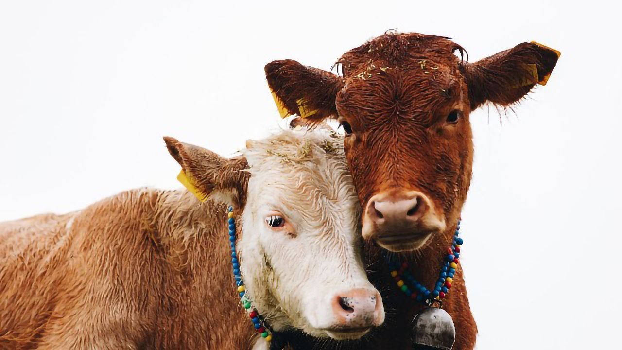 Reducing Cattle Pregnancy Loss With Genome Editing Technology