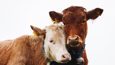 Reducing Cattle Pregnancy Loss With Genome Editing Technology