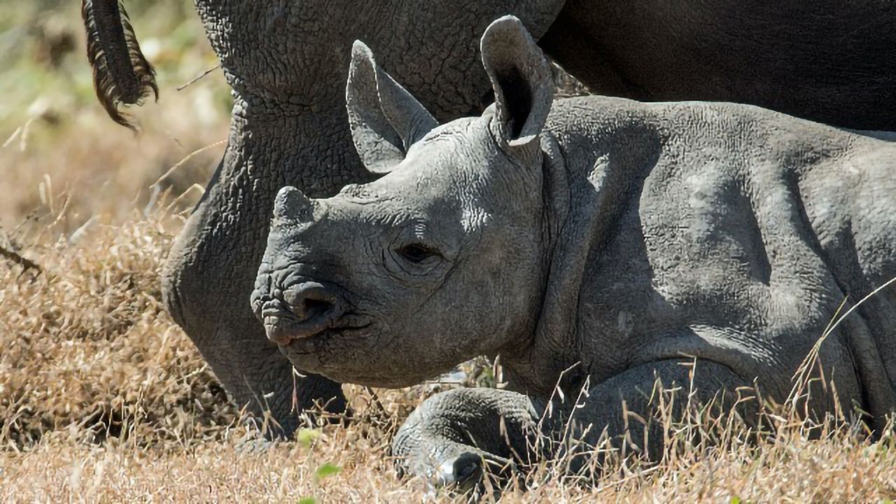 A Genomic Analysis of Eastern Black Rhinoceros