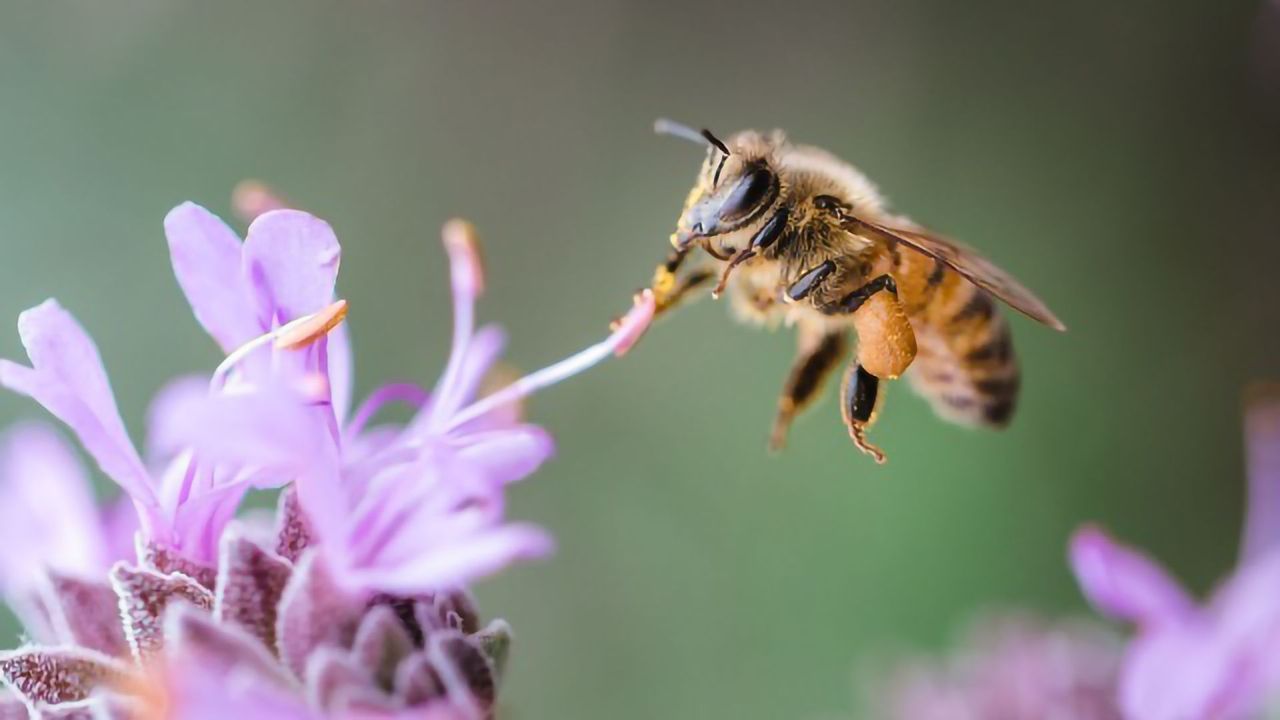 Plant Compound Helps Virus-Infected Honey Bees Find Their Way Home