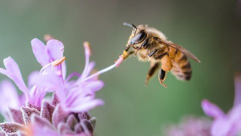 Plant Compound Helps Virus-Infected Honey Bees Find Their Way Home