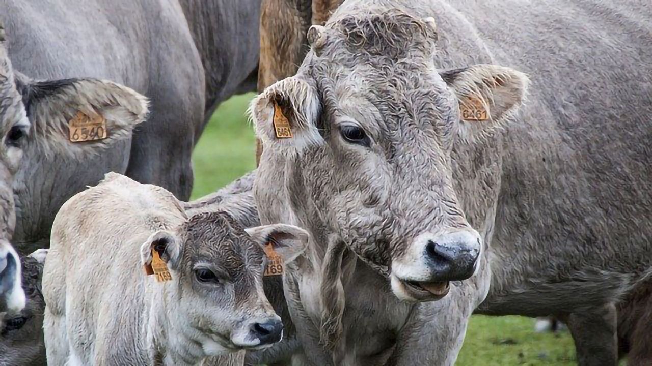 A Potential Solution to Climate Change