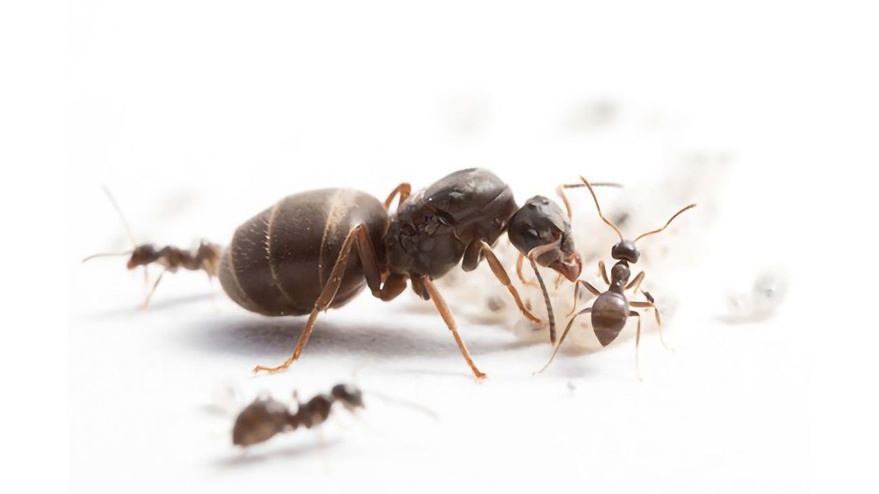 Genetically Diverse Ant Colonies Raise More Offspring