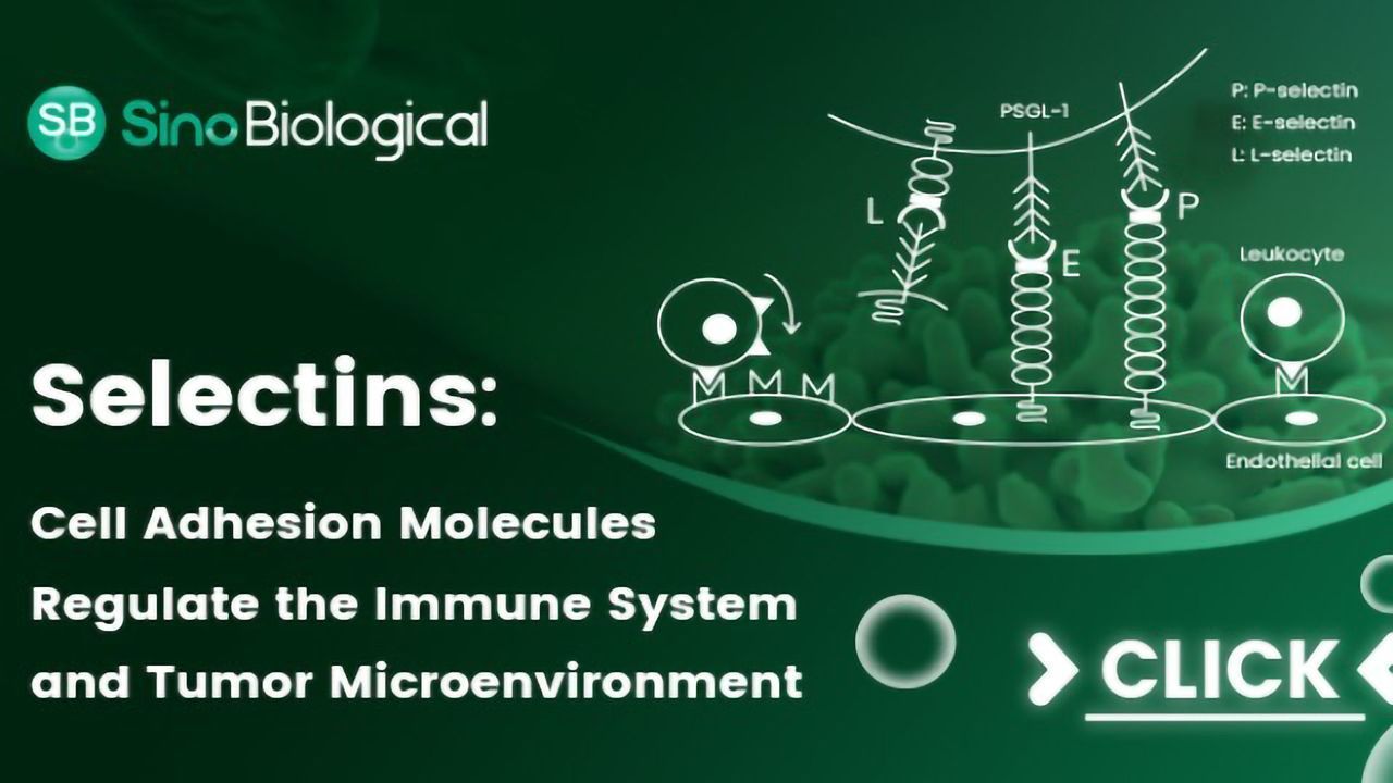Selectins: Cell Adhesion Molecules Regulate the Immune System and Tumor Microenvironment