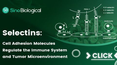 选择素：细胞粘附分子调节免疫系统和肿瘤微环境