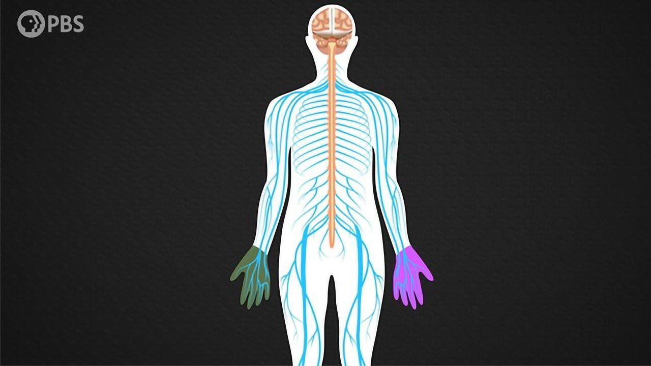 How Humans Became (Mostly) Right-Handed