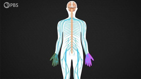 How Humans Became (Mostly) Right-Handed