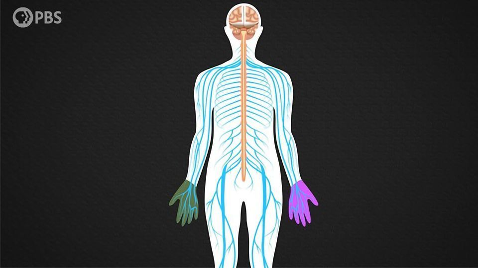 How Humans Became (Mostly) Right-Handed content piece image
