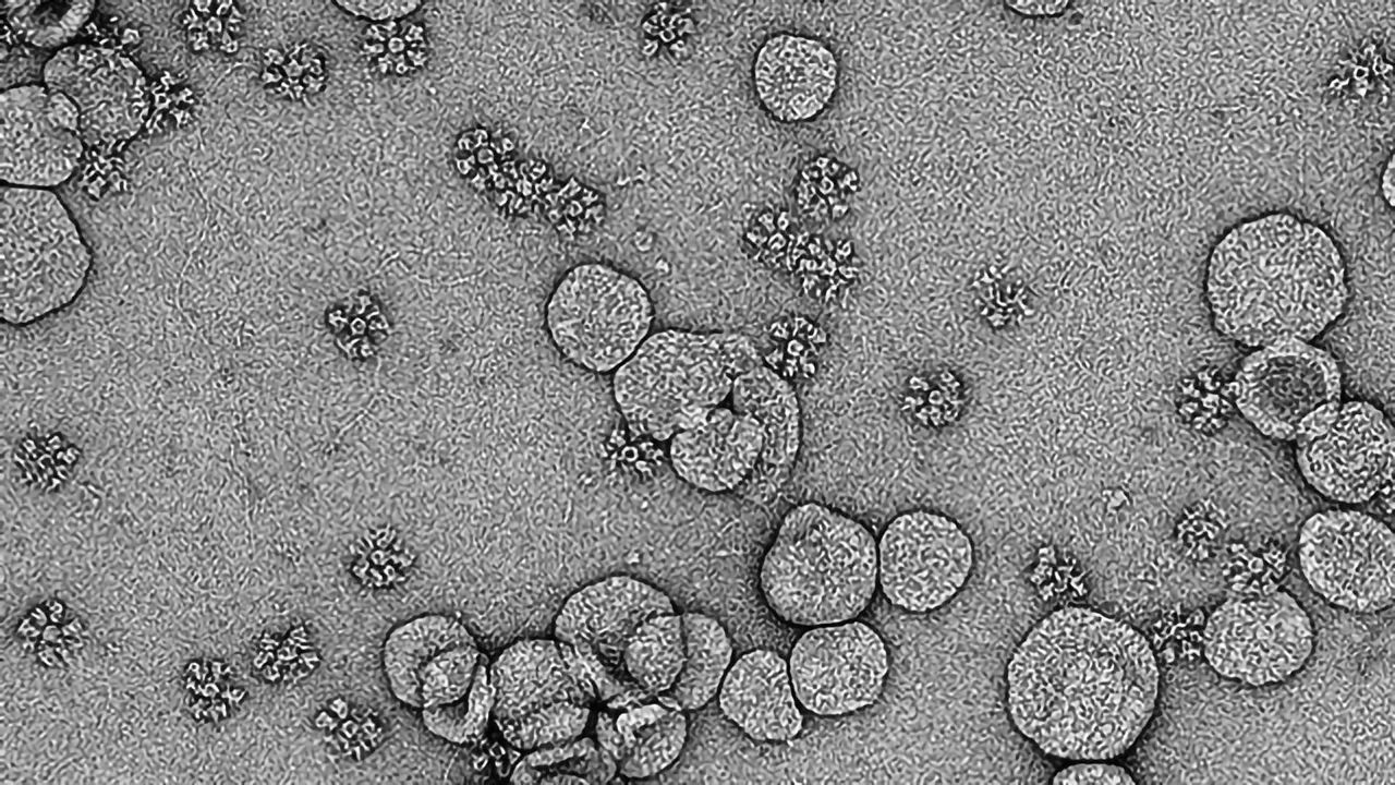 A Next-Generation SARS-CoV-2 Vaccine