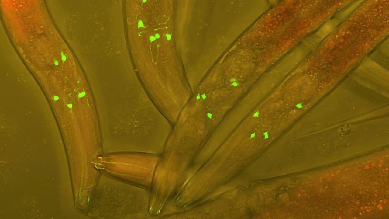 Researchers Rewire the Worm Brain Using Hydra Parts