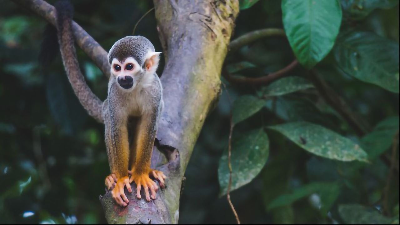 Genetic Mutation in Mice and Monkeys Interferes With HIV and Ebola