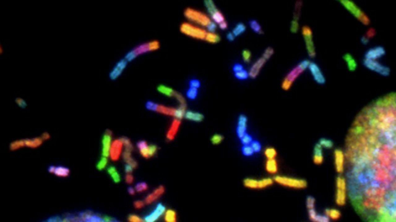 Linker Histones Tune the Length and Shape of Chromosomes