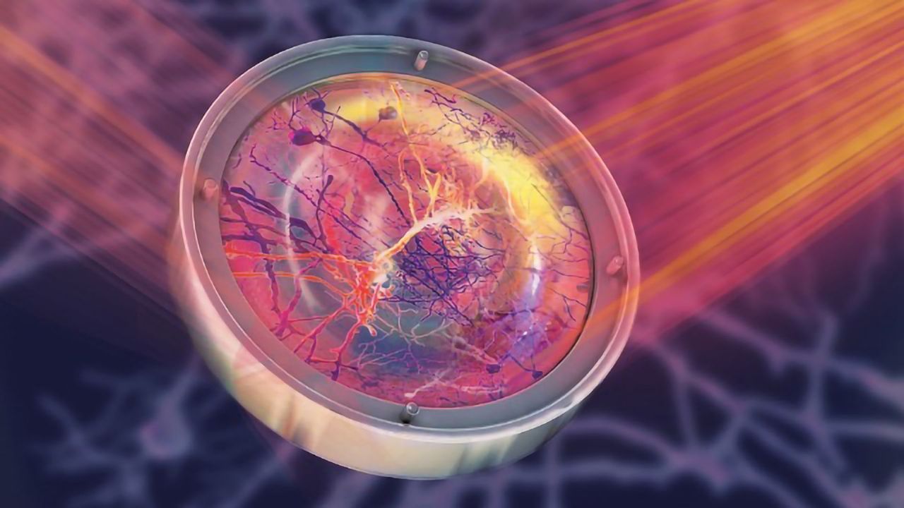 State-of-the-Art Imaging Reveals Live Deep Brain Neurons in Unprecedented Detail