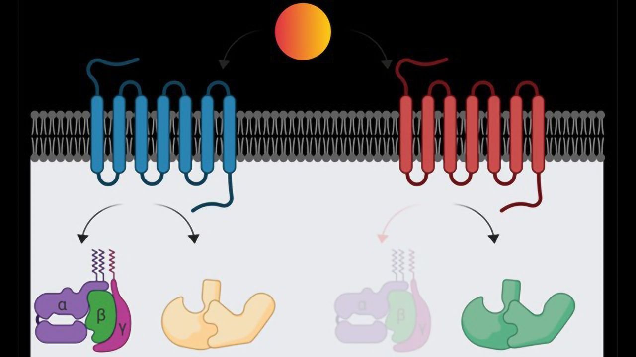 Exploring the Mechanism of a Key Class of Drug Target Proteins