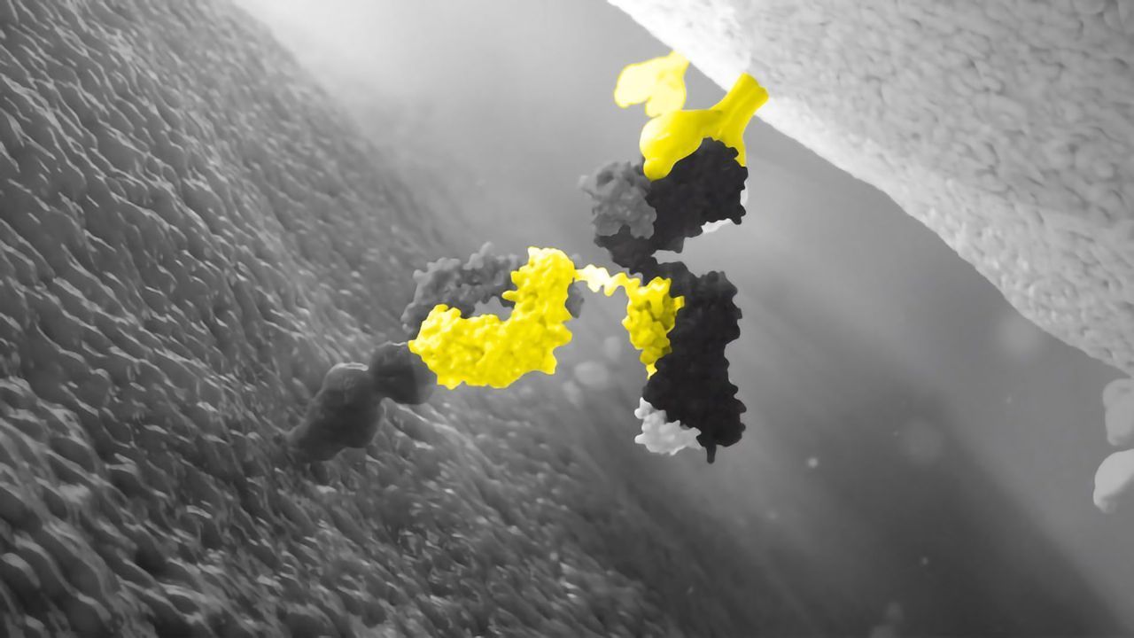 Synthetic Immune Recruitment – A New Way To Fight Tumors