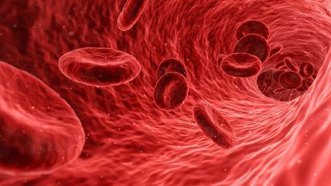New Insights Into Blood Vessel Formation Revealed