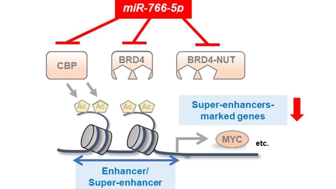 RNA Molecule Can Block Expression of a Cancer-Promoting Gene