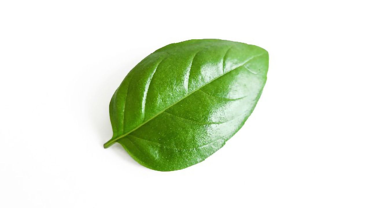 Compound Found in Basil May Protect Against Alzheimer’s Disease