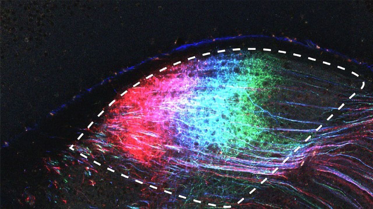 Uncovering the Brain Circuits That Let Us Overcome Fear