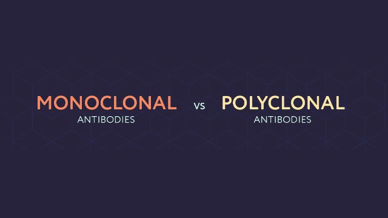 Monoclonal vs Polyclonal Antibodies