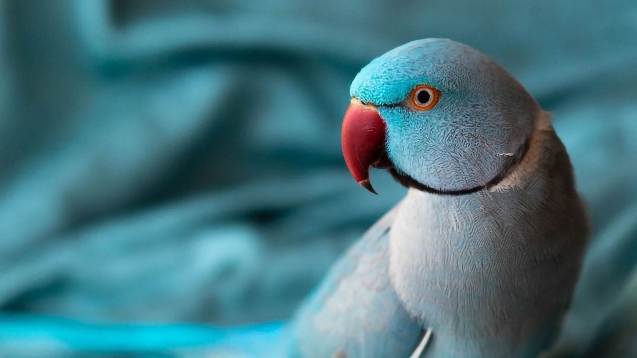 Smarter Birds Need More Stimulation