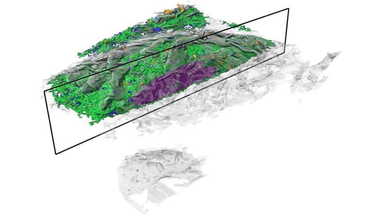 Machine Learning Helps Reveal Cells’ Inner Structures in New Detail