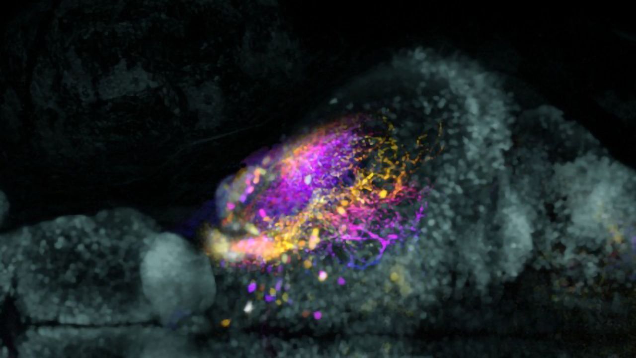 Virus-Based Technique Could Enhance Maps of the Brain